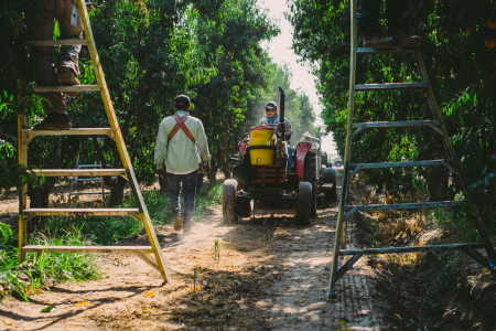 Harvest in action